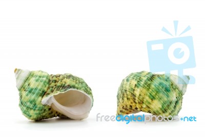 Sea Shell On White Background Stock Photo