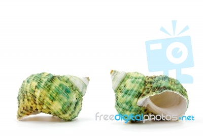 Sea Shell On White Background Stock Photo