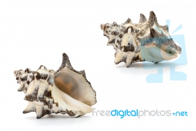 Sea Shell On White Background Stock Photo