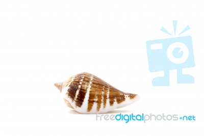 Sea Shell On White Background Stock Photo