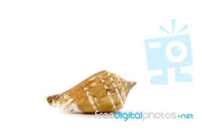 Sea Shell On White Background Stock Photo