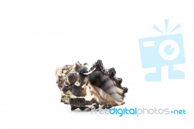 Sea Shell On White Background Stock Photo