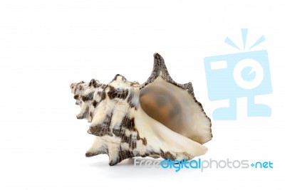 Sea Shell On White Background Stock Photo