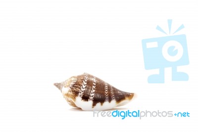 Sea Shell On White Background Stock Photo