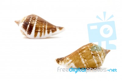 Sea Shell On White Background Stock Photo