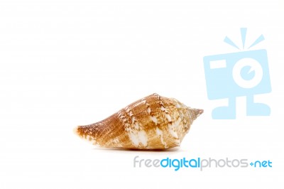 Sea Shell On White Background Stock Photo