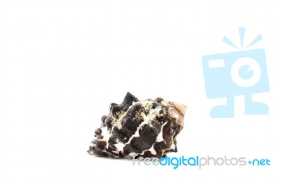 Sea Shell On White Background Stock Photo