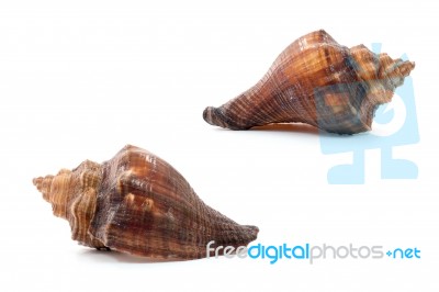 Sea Shell  On White Background Stock Photo