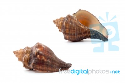 Sea Shell  On White Background Stock Photo