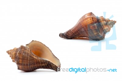 Sea Shell  On White Background Stock Photo