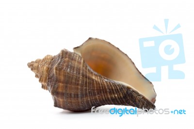 Sea Shell  On White Background Stock Photo