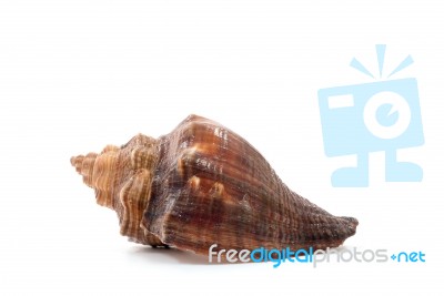 Sea Shell  On White Background Stock Photo