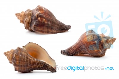 Sea Shell  On White Background Stock Photo