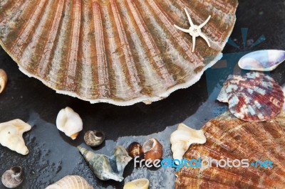 Sea Shells Background Stock Photo