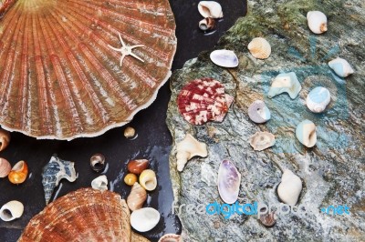 Sea Shells Background  Stock Photo