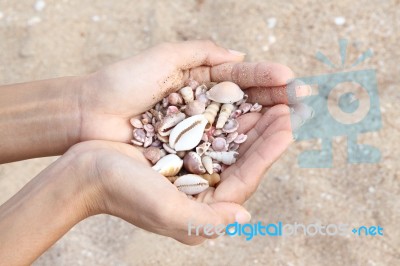 Sea Shells In Hand Stock Photo