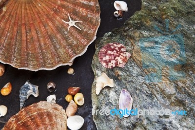 Sea Shells On Wet Stones Stock Photo