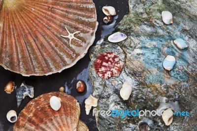 Sea Shells On Wet Stones Stock Photo