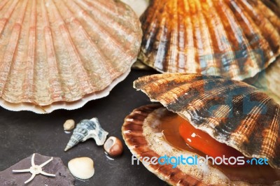 Sea Shells On Wet Stones Stock Photo