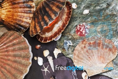 Sea Shells On Wet Stones Stock Photo