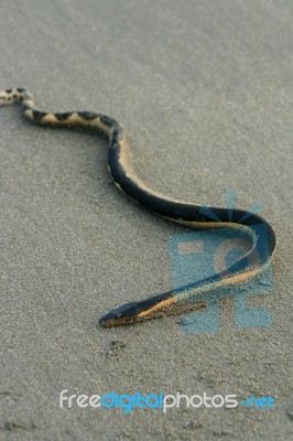 Sea Snake On A Beach Stock Photo