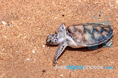 Sea Turtle Stock Photo