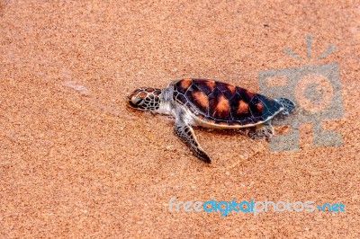 Sea Turtle Stock Photo