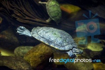 Sea Turtle In An Aquarium Stock Photo