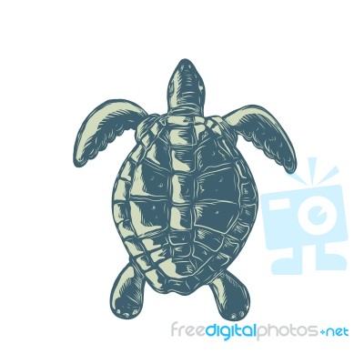 Sea Turtle Top View Scratchboard Stock Image