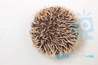 Sea Urchin On White Stock Photo