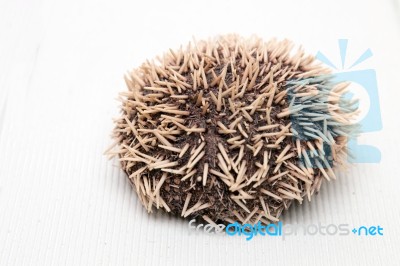 Sea Urchin On White Stock Photo