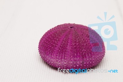 Sea Urchin On White Stock Photo