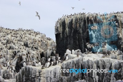 Seabird Citadael Stock Photo