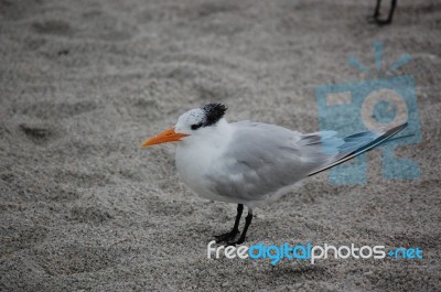 SeaBird On Beach Stock Photo