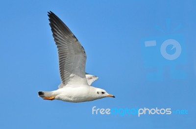 Seagull Stock Photo