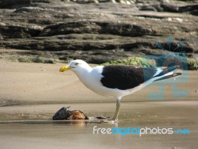 Seagull Stock Photo