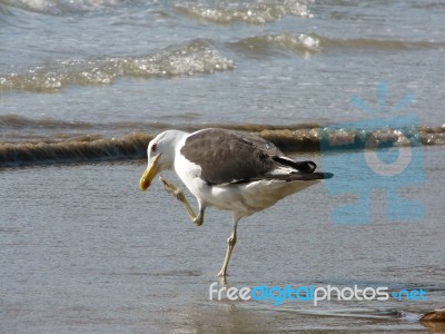 Seagull Stock Photo