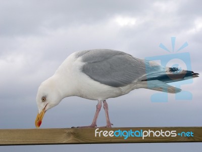 Seagull Stock Photo