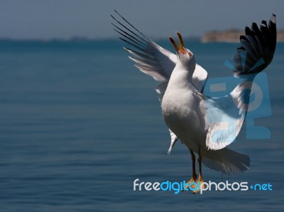 Seagull Stock Photo