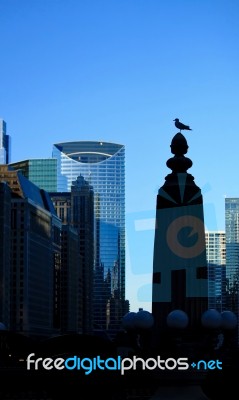 Seagull  And Chicago Skyline Stock Photo