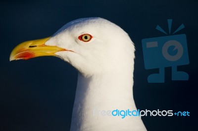 Seagull Bird Stock Photo