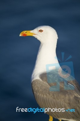 Seagull Bird Stock Photo