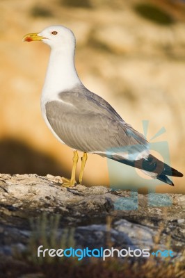 Seagull Bird Stock Photo