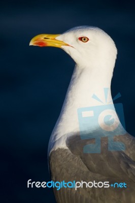 Seagull Bird Stock Photo