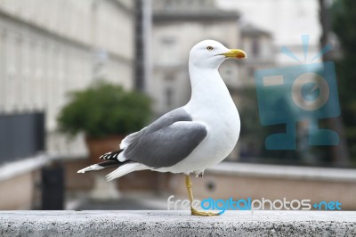 Seagull Bird Stock Photo