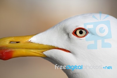 Seagull Bird Stock Photo