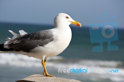 Seagull Bird Stock Photo