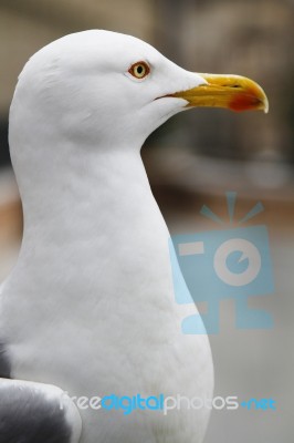 Seagull Bird Stock Photo