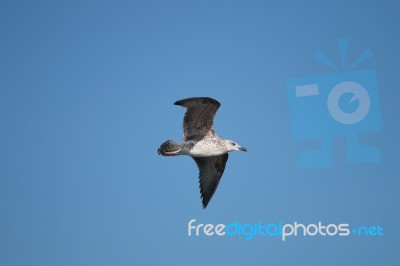 Seagull Bird In Flight Stock Photo