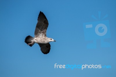 Seagull Bird In Flight Stock Photo